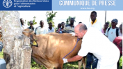 Le bétail de 2.500 familles agricoles bénéficie de soins vétérinaires de la FAO à travers les cliniques mobiles vétérinaires