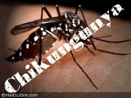 Campagne de prévention aux Antilles contre le chikungunya