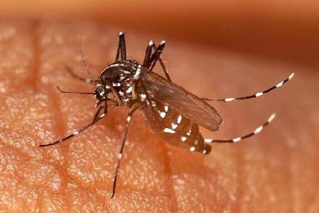 Chikungunya: Un vaccin prometteur testé chez l'homme