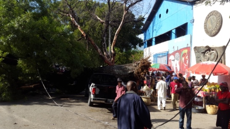 Chute d'un arbre géant à Port-au-Prince sans faire de victimes