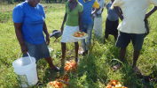a FAO au soutien de 1,2 million d’Haïtiens en insécurité alimentaire aiguë sévère